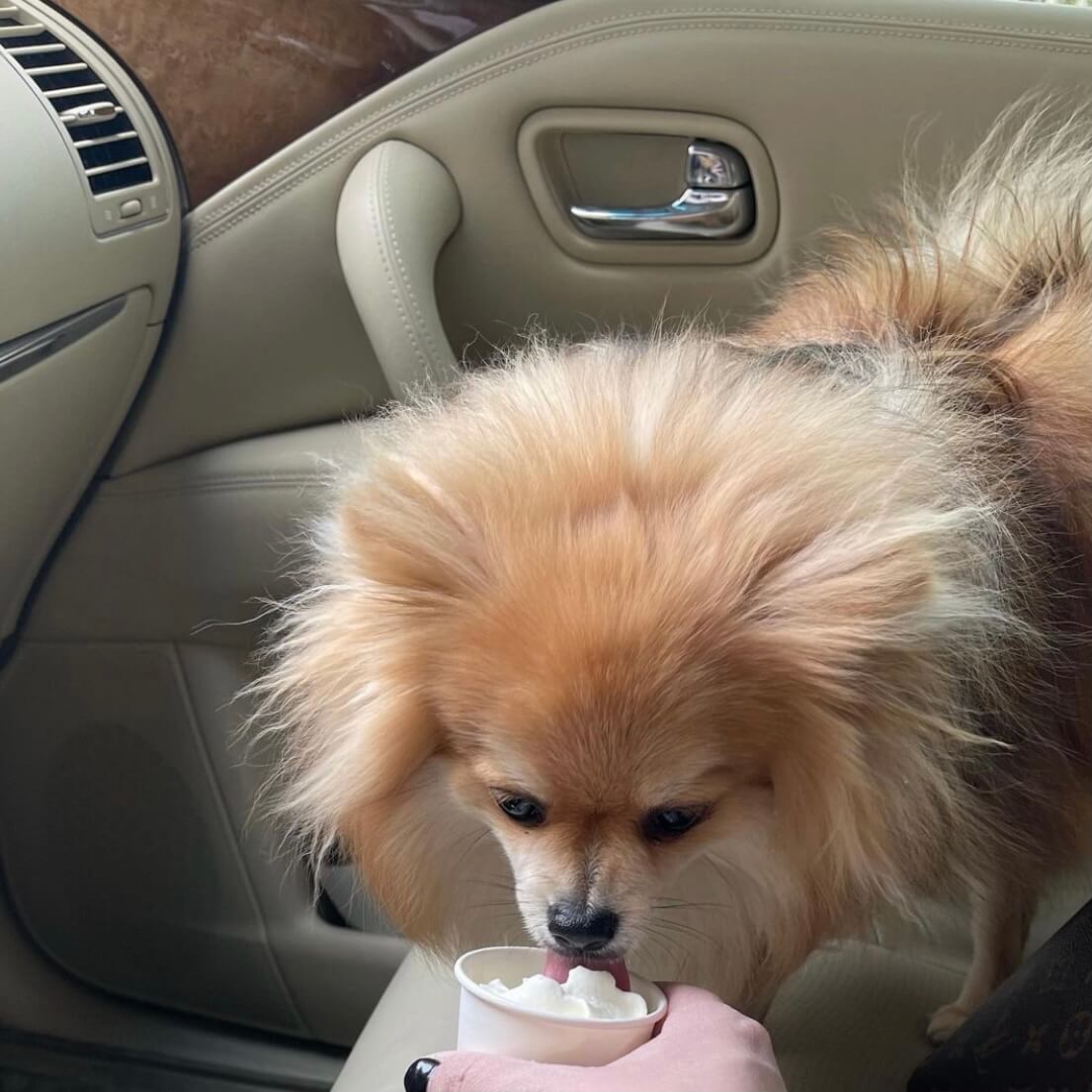 Dog in car licking whipped cream from a pup cup