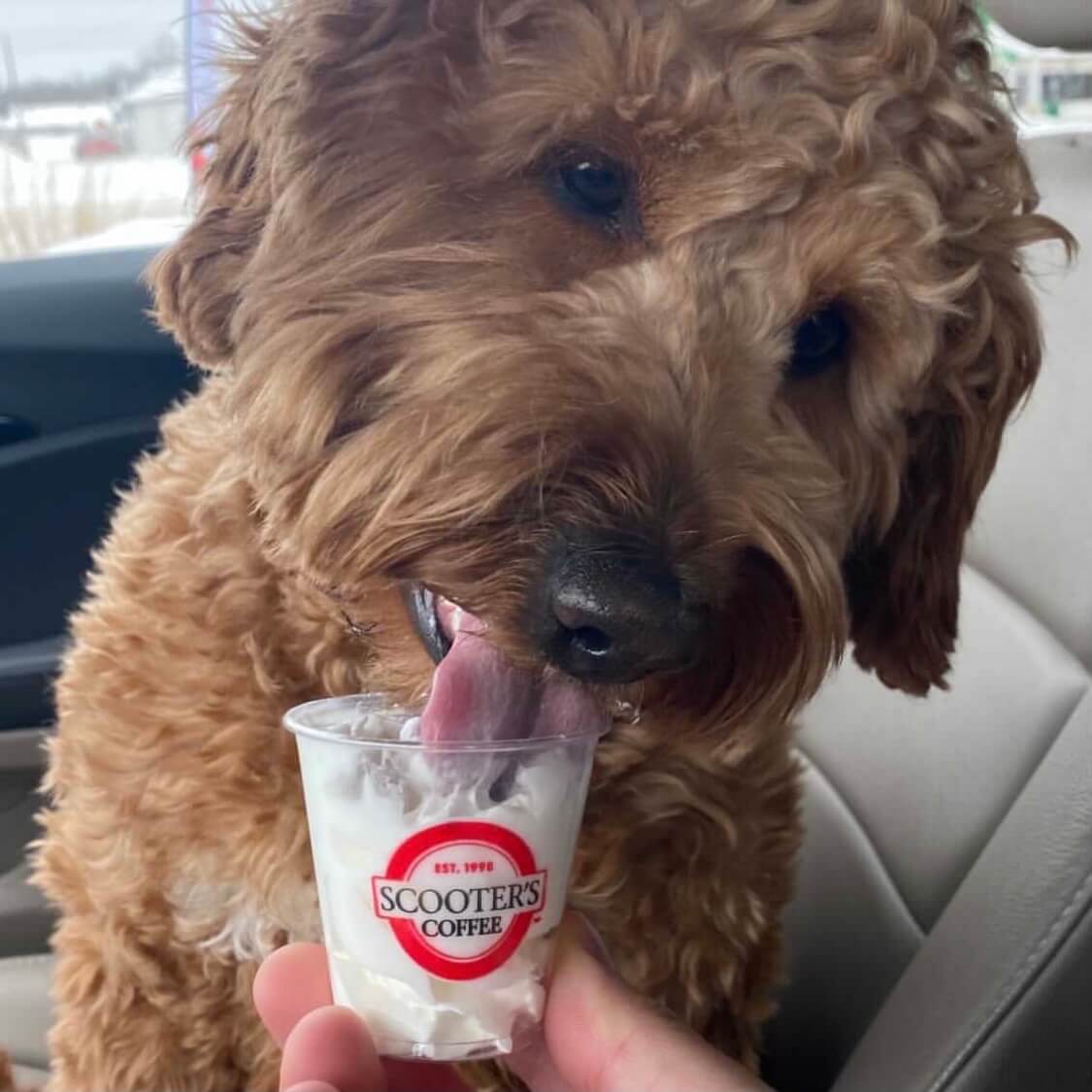 Dog in car licking whipped cream from a pup cup