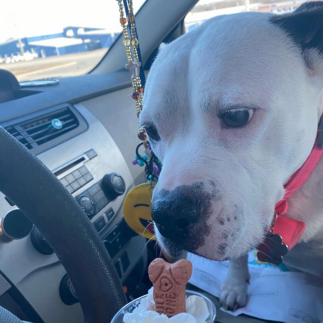 Dog in car looking at whipped cream in a pup cup